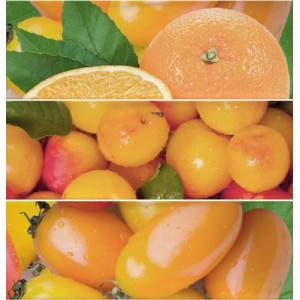 Pasta Blanca Composicion Citrus Naranja Naranja 10x30
